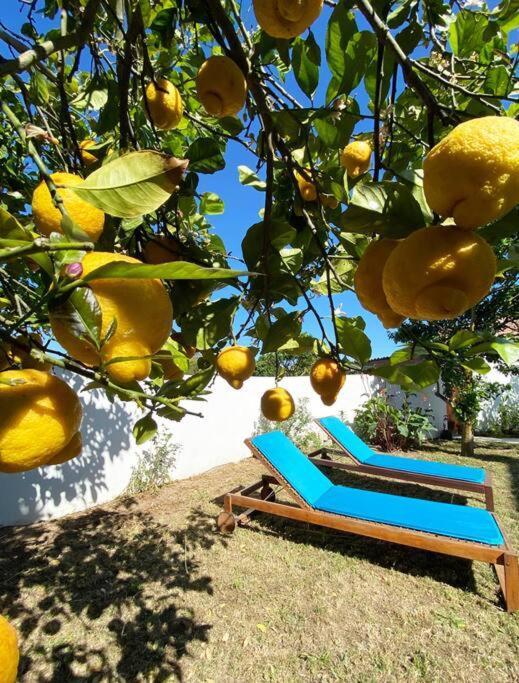 Terra Da Lagoa - Villa Near The Beach & Lagoon Nadadouro Екстериор снимка
